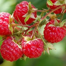 Схема вышивки «fsdfg»