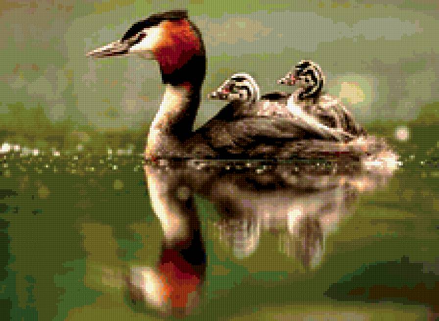 №387050 - озеро, птенцы, птицы, утята, отражение, утка - предпросмотр