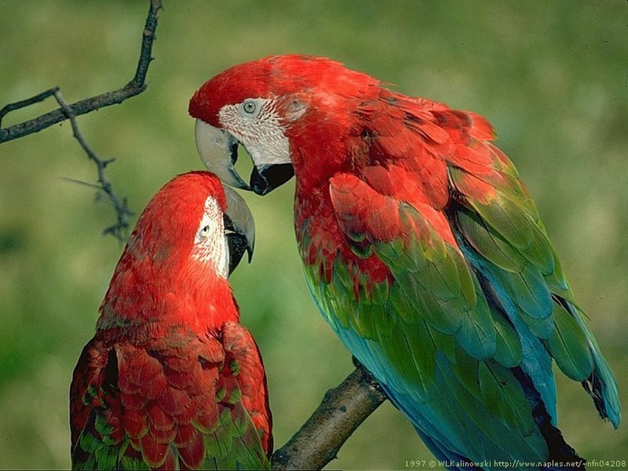 Парочка. - оригинал