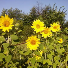 Схема вышивки «дачные подсолнухи»