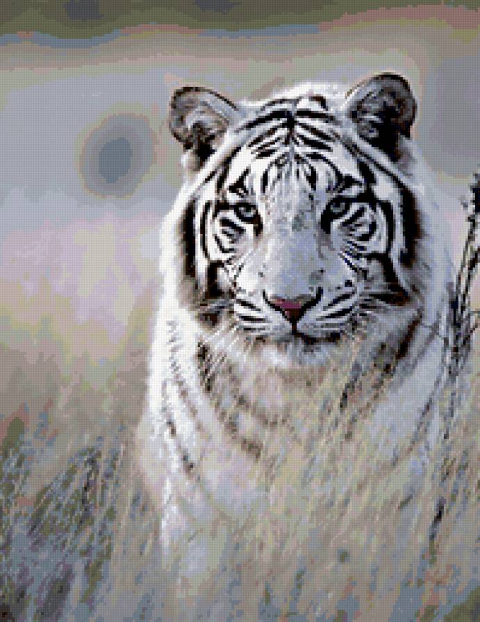 тигр в траве - животные, хищник, тигр - предпросмотр