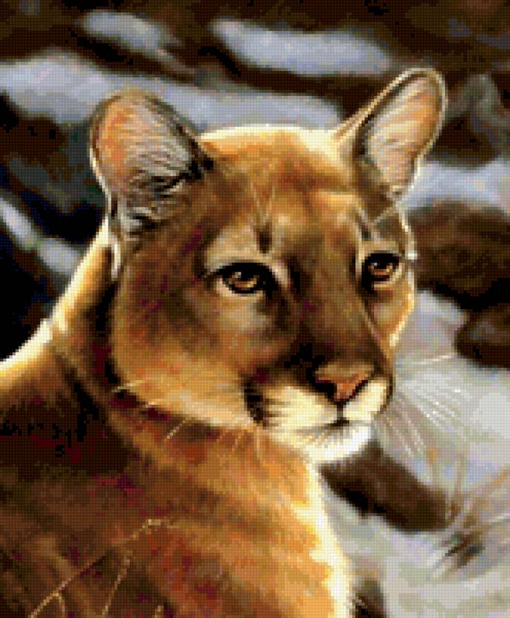 пума - предпросмотр