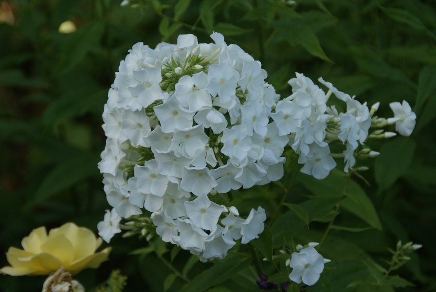 Цветы - цветы, природа - оригинал