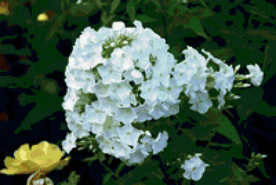 Цветы - цветы, природа - предпросмотр