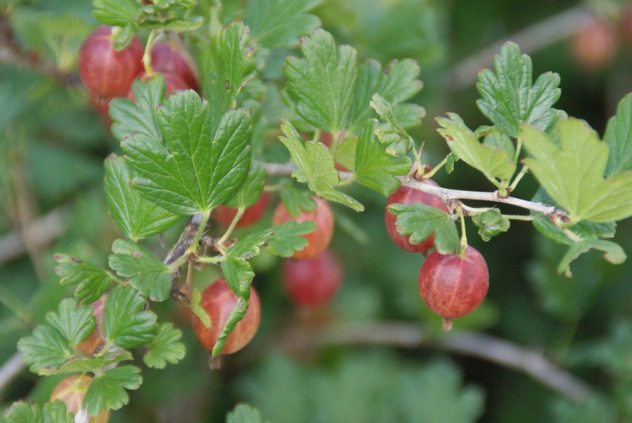 Крыжовник - ягоды, крыжовник, растения, природа - оригинал