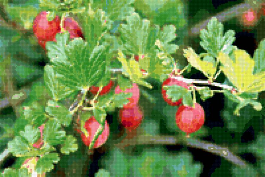 Крыжовник - растения, крыжовник, природа, ягоды - предпросмотр