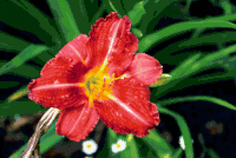 Цветок - цветы, природа - предпросмотр