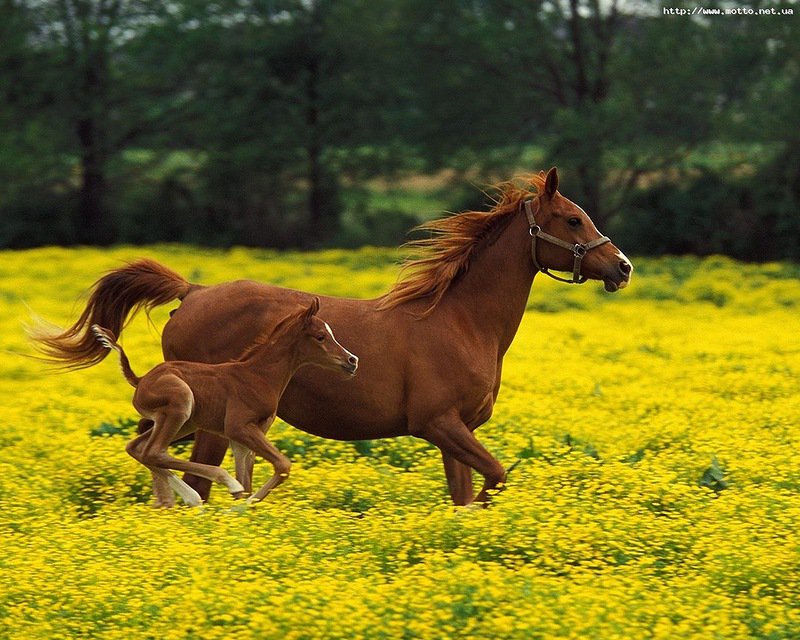 Свобода - оригинал