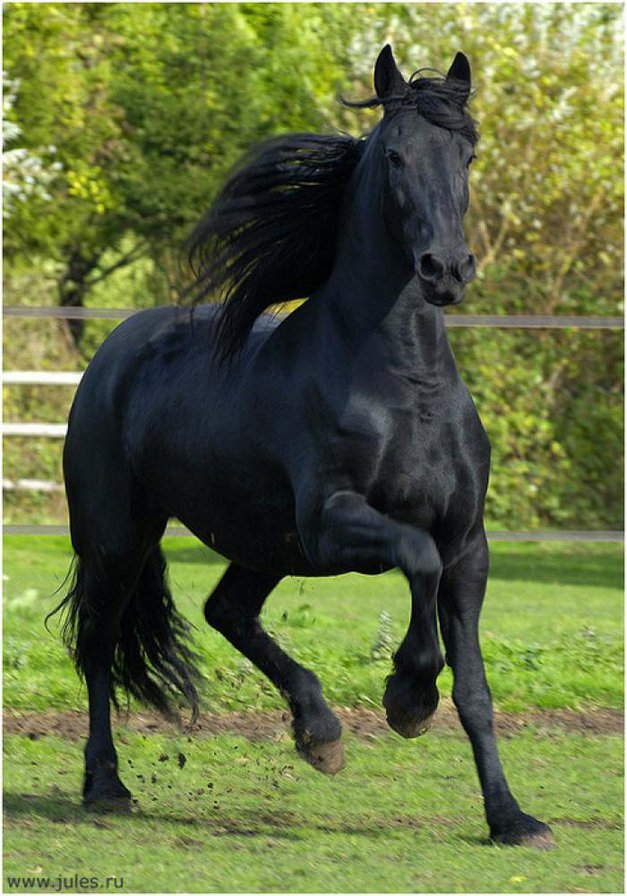 Вороной... - оригинал