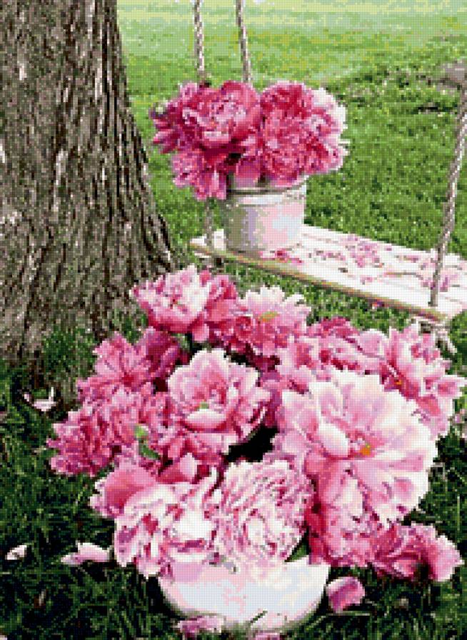 пионы - предпросмотр