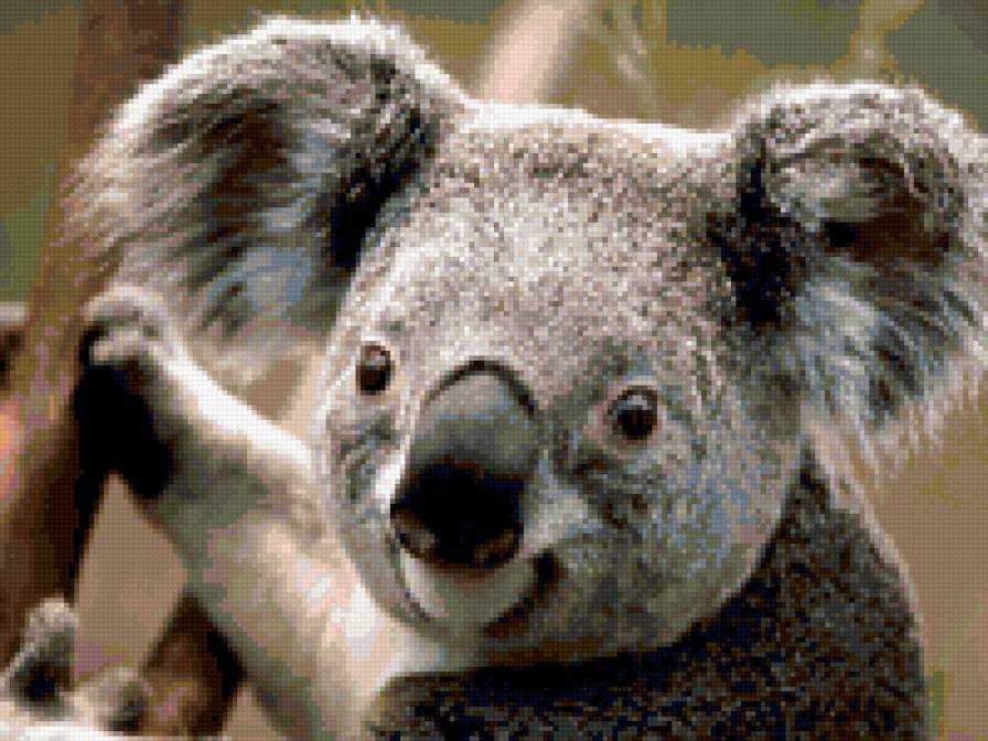коала - животные - предпросмотр