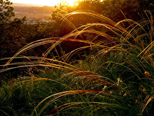 вечер - закат, травы, поле, вечер - оригинал