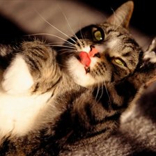 Схема вышивки «Я покажу вам язычок..»