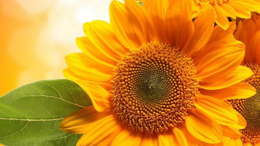 подсолнух - цветок, солнце - оригинал