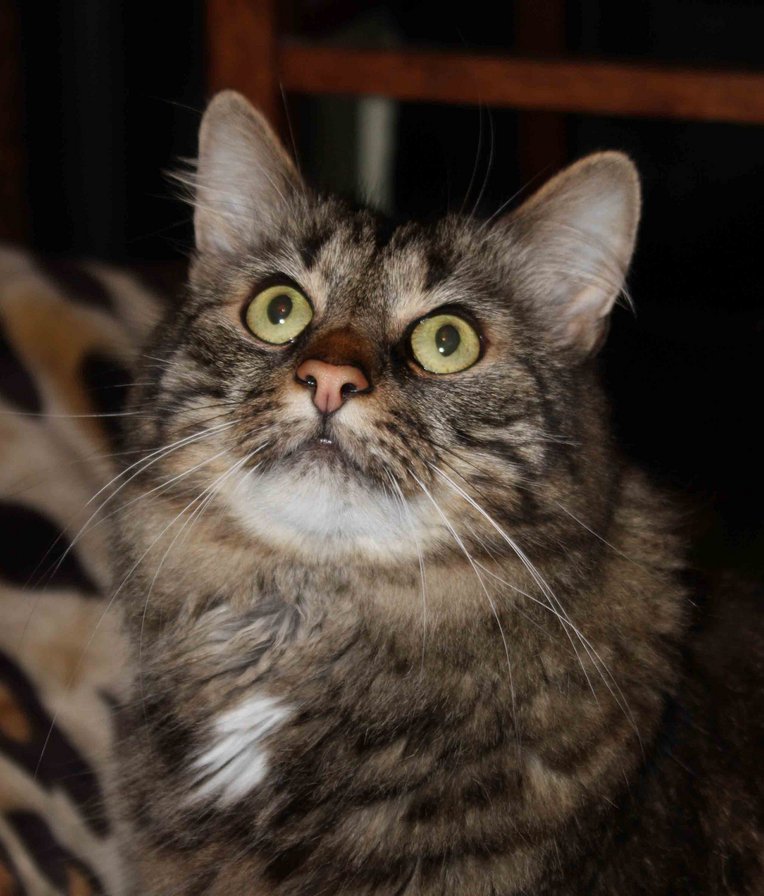 кот Васька - животные, кот - оригинал