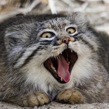 Схема вышивки «ням - ням»