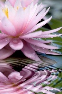 Лотос - кувшинки, цветы, вода, лотос - оригинал
