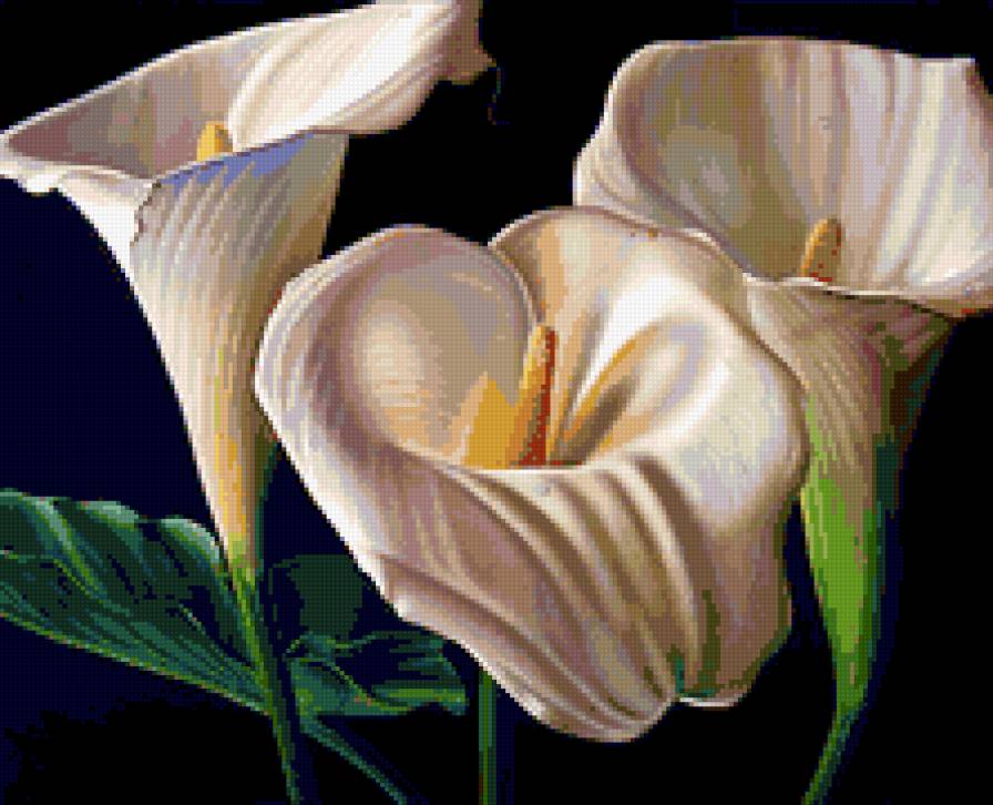 прекрасные цветы - предпросмотр