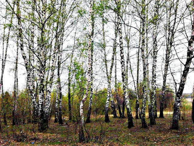 березовая роща - природа, лес, березы - оригинал