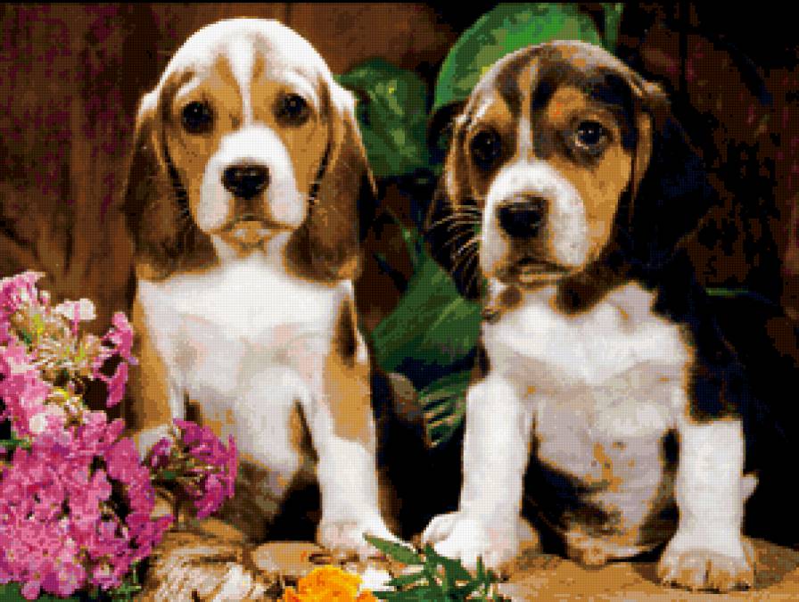 dog - dog - предпросмотр