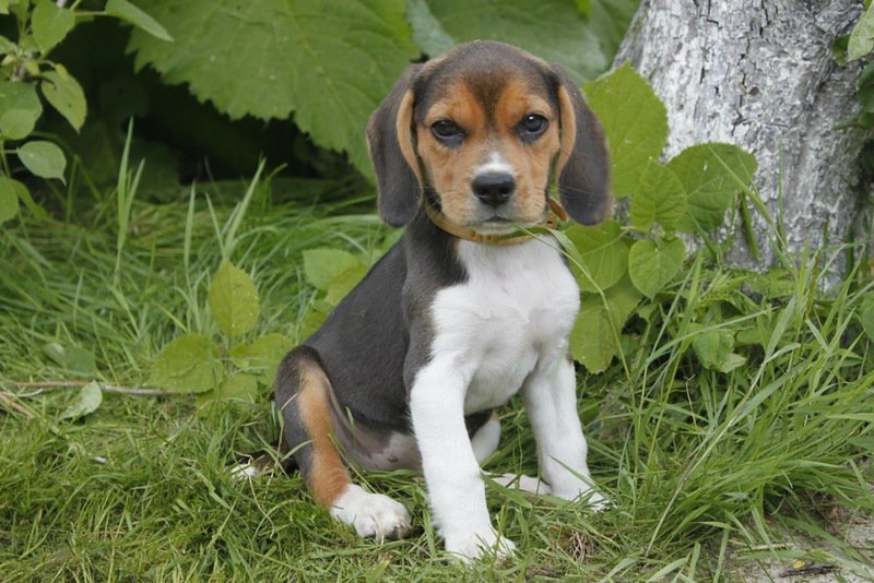 dog - dog - оригинал