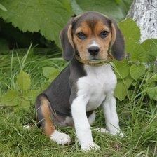 Схема вышивки «dog»