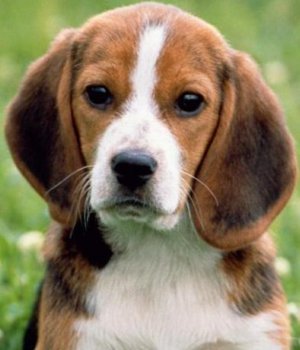 dog - dog - оригинал