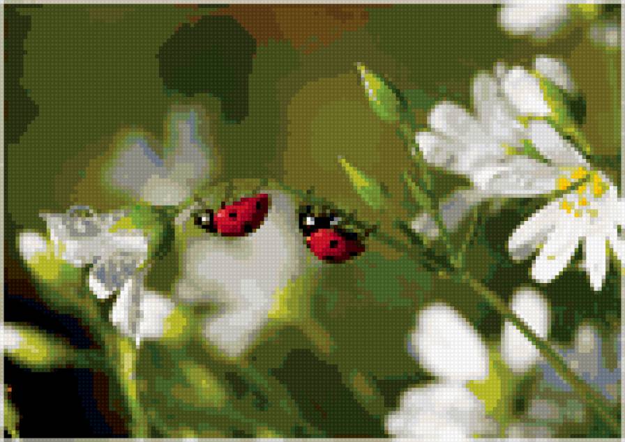 Божьи коровки и ромашки. - божьи коровки, ромашки, природа, насекомые, цветы - предпросмотр