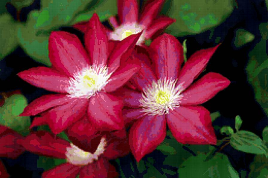 Клематис. - предпросмотр