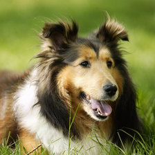 Схема вышивки «Лэсси»