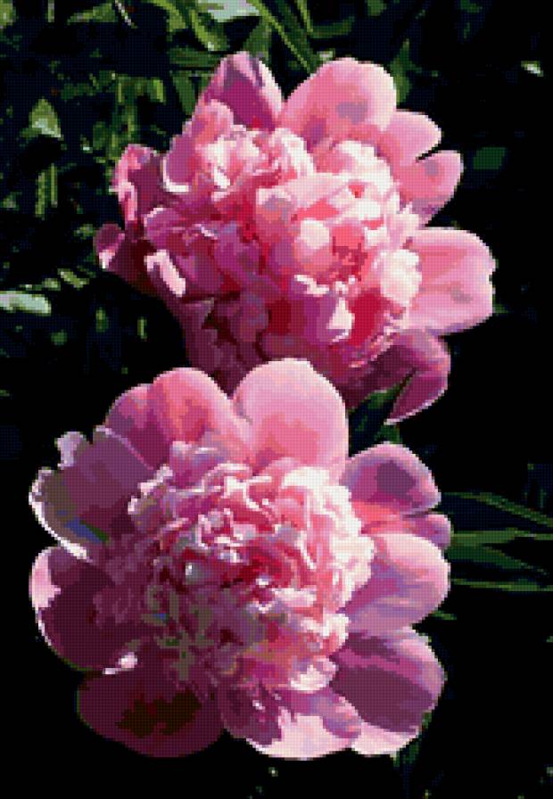 пионы - пионы, пара, цветы - предпросмотр