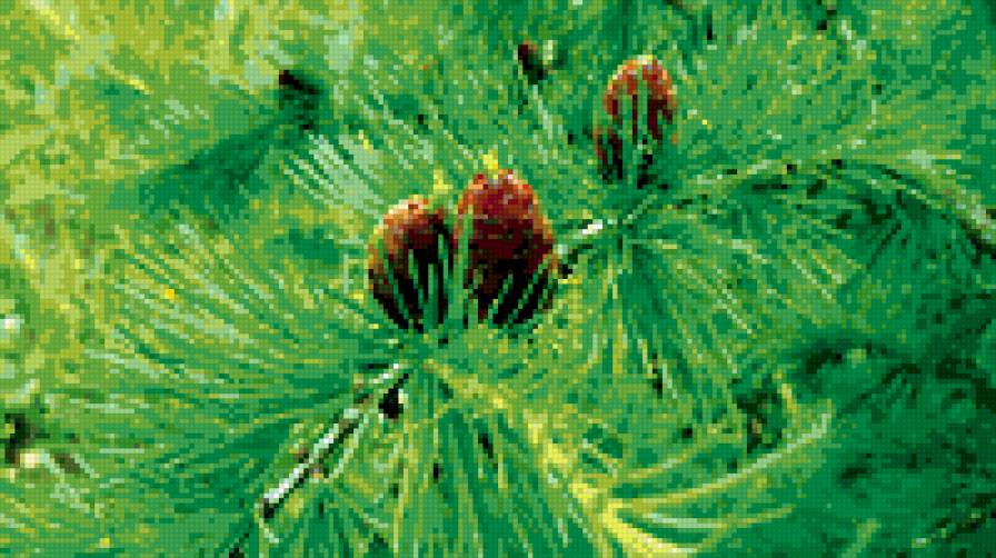 лиственница с шишками - деревья - предпросмотр