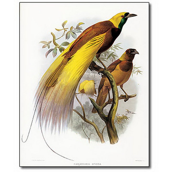 Райские птицы - животные, птицы - оригинал