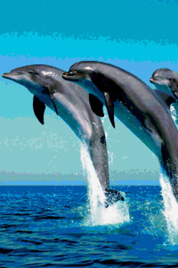 Дельфины. - предпросмотр