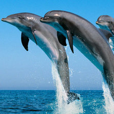 Схема вышивки «Дельфины.»