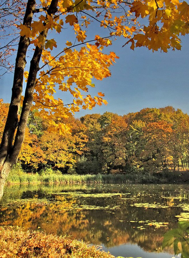осень - природа, пруд, озеро, деревья, пейзаж, осень - оригинал