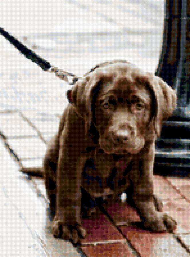 Собака - собака, щенок - предпросмотр