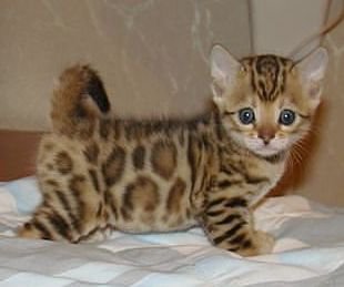 котенок-тигренок - котята - оригинал