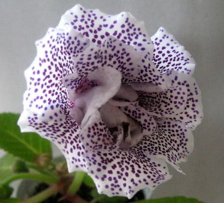 глоксиния-варьете - цветы - оригинал