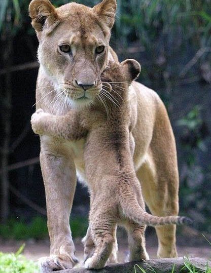 Львица со львенком - львица, мать, лев, ребенок, любовь - оригинал