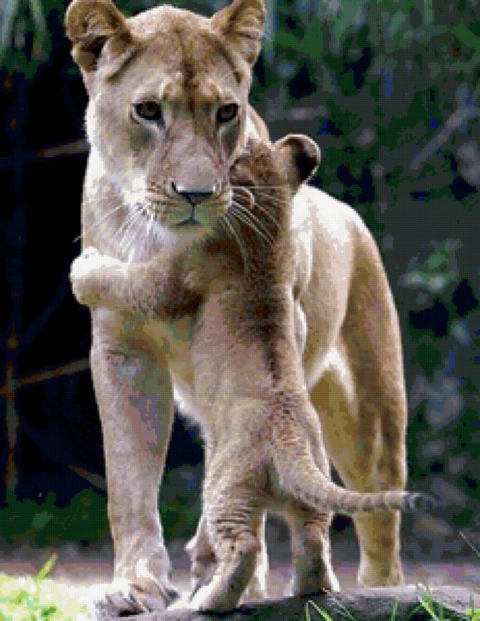 Львица со львенком - львица, лев, любовь, ребенок, мать - предпросмотр