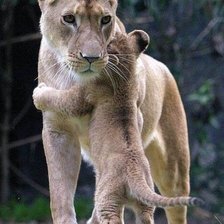 Львица со львенком