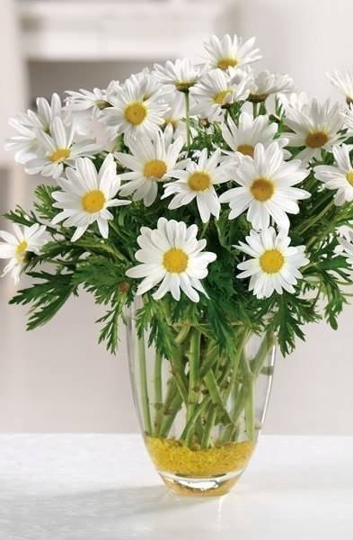 Ромашки - цветы, ромашки - оригинал