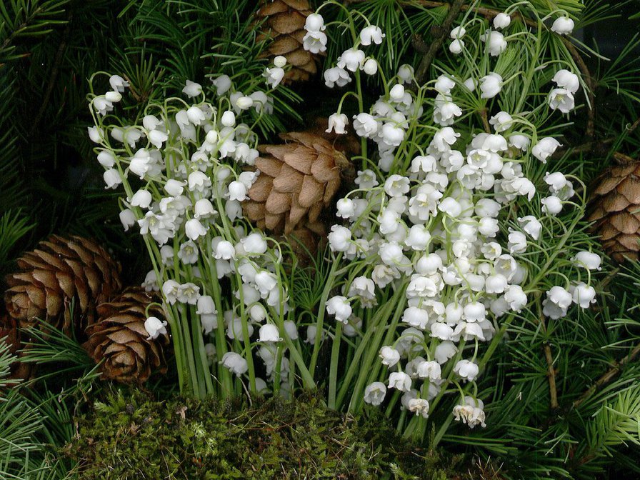 ЛиШ ДМС - оригинал