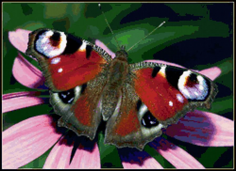 Бабочка - бабочка, цветок - предпросмотр