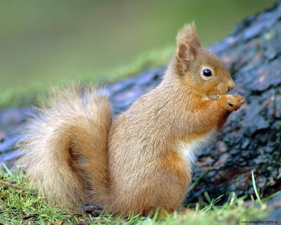 Белочка - белка - оригинал