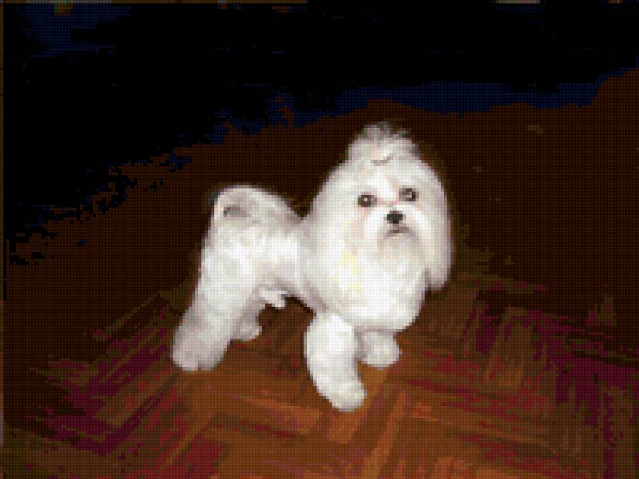 болонка - собаки - предпросмотр