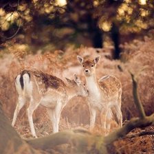 Схема вышивки «олененок»