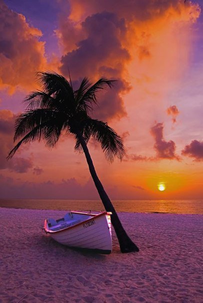 Серия Пальмы - пальмы, море - оригинал