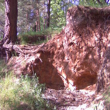 Схема вышивки «лесные тайны»